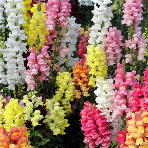 Snapdragon Market Pack Varieties – Fish Farm Market