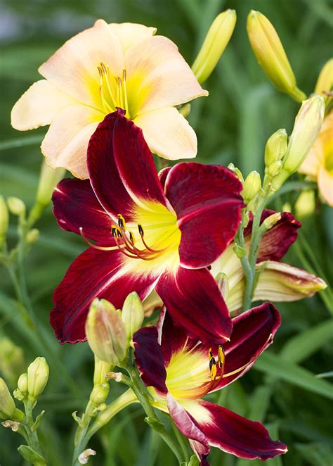 Daily dose of blooming beauty found in daylily gardens | Home & Garden | journalstar.com