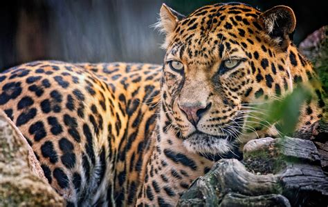 Download Animal Jaguar HD Wallpaper