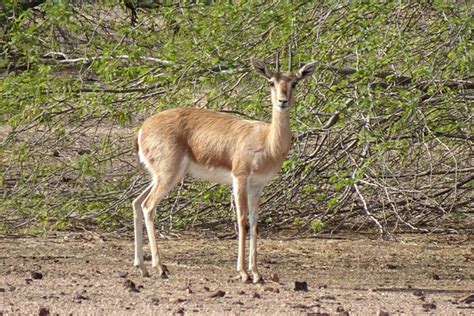 Chinkara Habitat Conservation | Greenverz