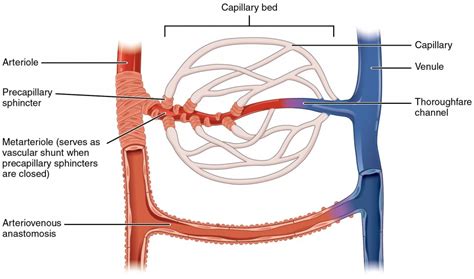 Structure and Function of Blood Vessels | Anatomy and Physiology II