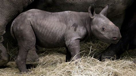 Rare Black Baby Rhino Born in Iowa Zoo - ABC News