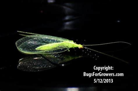 Beneficial Insects – Tagged "Green Lacewing" – Bugs for Growers