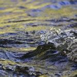 Cades Cove Wildlife – 2011 – Malcolm MacGregor Photography