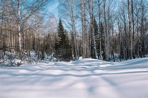 Winter Forest Landscape. Taiga in the Winter. Siberian Forest in Winter. Snow Covered Trees ...