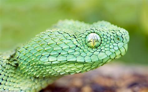 animals, Snake, Nature, Reptile, Vipers Wallpapers HD / Desktop and Mobile Backgrounds