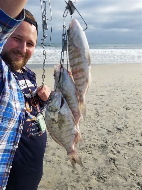 Barred Surf Perch, San diego California : r/Fishing