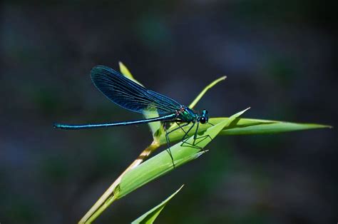 Teal Dragonfly on a Green Leafed Plant during Daytime · Free Stock Photo