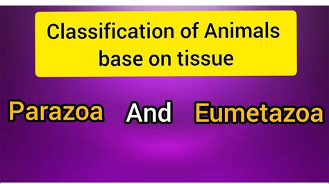 Criteria For Animals Classification Parazoa and Eumetazoa - YouTube