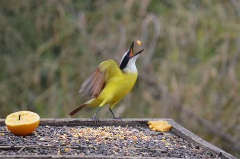 Brandon's Big Year in Birding: Rio Grande Valley: Final Day