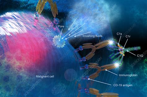 Membrane Attack Complex, Illustration - Stock Image - C027/6739 - Science Photo Library