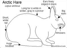 adaptation examples - Google Search | Arctic hare, Snowshoe hare, Artic ...