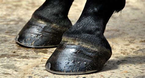 Laminitis - Causes and prevention – Haygain UK