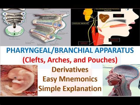 Pharyngeal / Branchial Apparatus (Arches, Pouches & Clefts) & Derivatives | Mnemonics | High ...