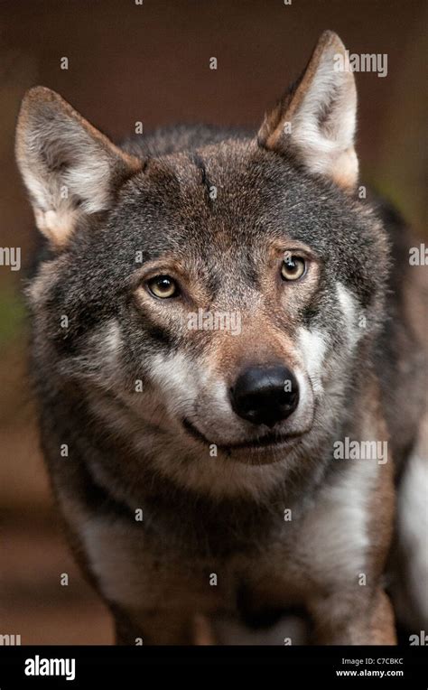 Wolf nose close up hi-res stock photography and images - Alamy