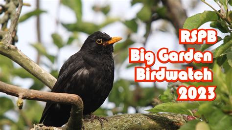 RSPB Big Garden Birdwatch 2023. - YouTube