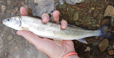 Fishing Saint Mary Lake in Montana – 365 Angler