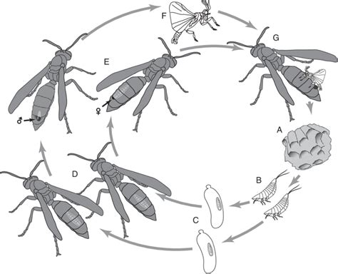 Illustration of the life cycle of Xenos peckii: (A) nest of host wasp ...