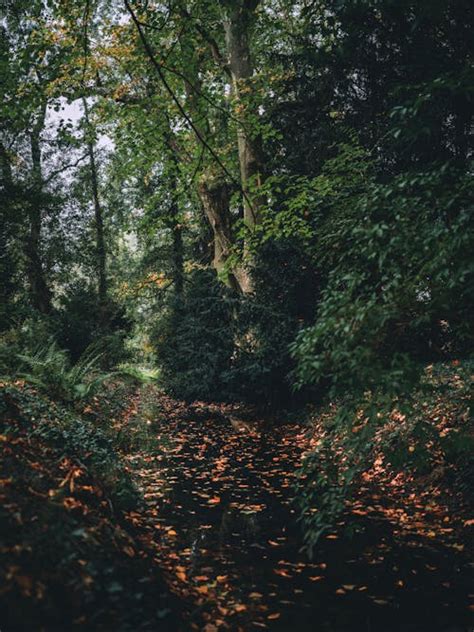 Green Trees in the Forest · Free Stock Photo