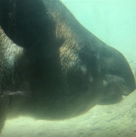 Baird’s Tapir | Reid Park Zoo