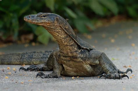 Water Monitor Lizard - astonishingceiyrs