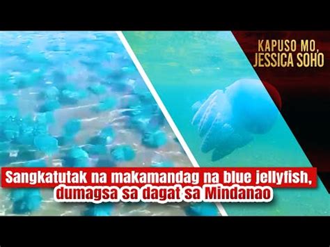 Sangkatutak na makamandag na blue jellyfish, dumagsa sa dagat sa Mindanao | Kapuso Mo, Jessica ...