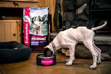 Free Gear Friday: 1-Year Supply of Eukanuba Dog Food and More | GearJunkie