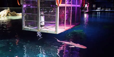 Georgia Aquarium To Offer Cage Diving in New Shark Exhibit | Reef ...