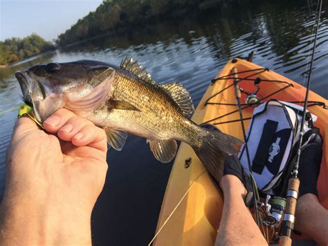 Late Summer Largemouth Bass - On The Water