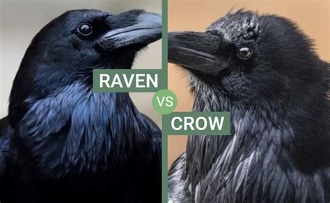 Raven vs Crow - 9 Main Differences and Similarities