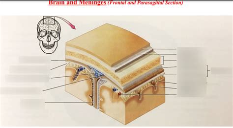 brain and meninges- frontal and parasagittal section Diagram | Quizlet