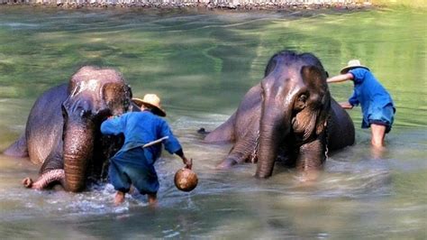 Chiang Mai Elephant Camps | Olsen Tours