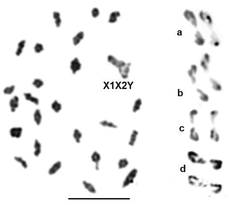 Genes | Free Full-Text | Multiple Chromosome Fissions, Including That ...