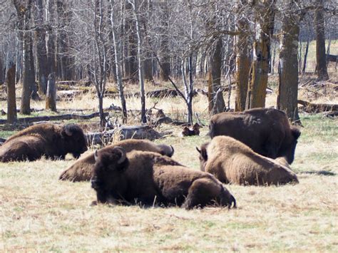 Bison at Elk Island National Park – Snowbird of Paradise