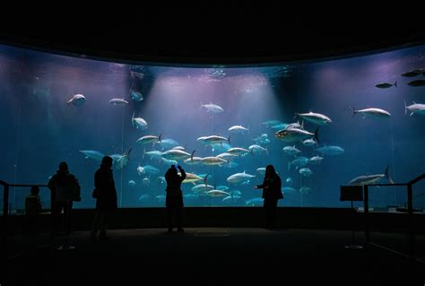 Tokyo Sea Life Park - Tuna Tank [OC] | Sea life, Tokyo, Life