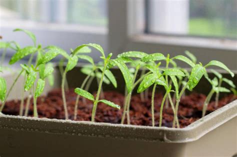 Growing Tomato Seedlings: Where to Start? - Best Landscape Ideas