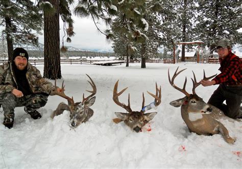 Montana Hunting Outfitter | Whitetail Deer Hunting, Rifle Archery Deer Hunting MT