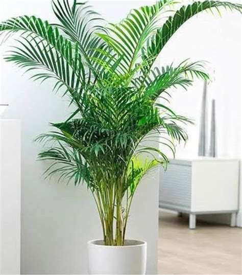 Areca Palm Tree, 42% OFF | www.elevate.in