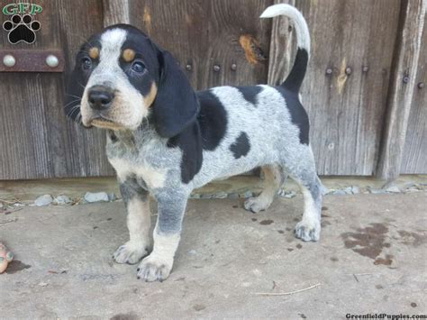 Bluetick Coonhound Puppies For Sale | Greenfield Puppies