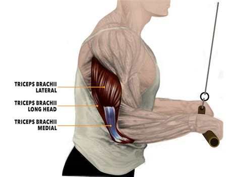 The Simple Way Everybody Screws Up Tricep Pushdowns - stack