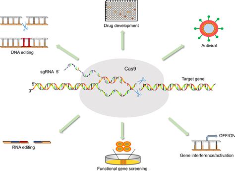 Crispr Cas 9 Poster