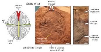 Dickinsonia is an animal | Earth Archives