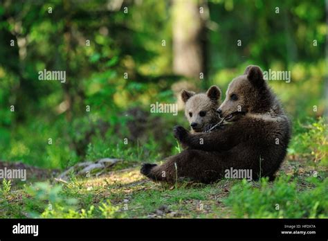 Brown bear cubs Stock Photo - Alamy