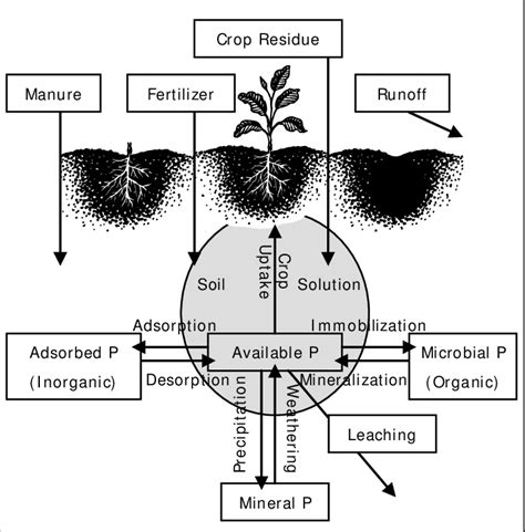 Phosphorus Cycle Diagram And Explanation