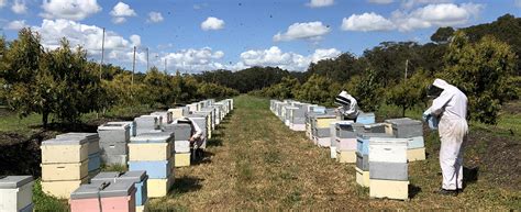 Avocado pollination - Professional Beekeepers | Professional Beekeepers