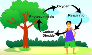 do all animals breathe out carbon dioxide