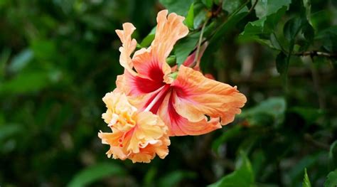 11 Orange Hibiscus Varieties to Brighten Your Garden