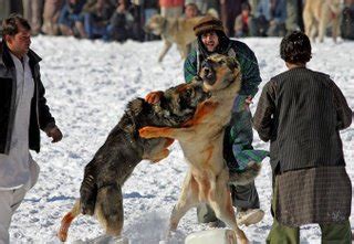 ENTRETENIMIENTO: PELEAS DE PERROS