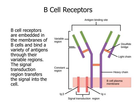 PPT - Immune System PowerPoint Presentation, free download - ID:684418