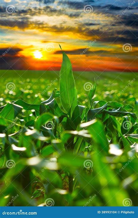 Corn field at sunset stock photo. Image of agriculture - 38993104